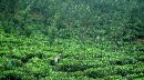 DSC_0389 Tea Picking * 2709 x 1517 * (2.73MB)